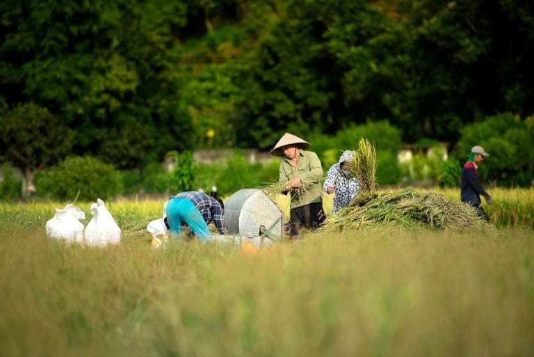 Văn hóa là nền tảng gốc rễ của thành công 1 văn hóa việt